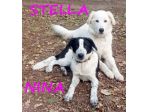 NINA e STELLA 1anno dolcissime - URGENTI!