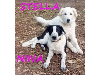 NINA e STELLA 1anno dolcissime - URGENTI!