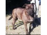 Ruben 6anni manto nocciola,molto triste,cresce in box PUGLIA