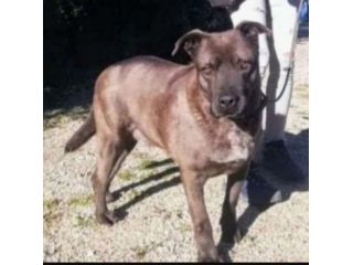Ruben 6anni manto nocciola,molto triste,cresce in box PUGLIA