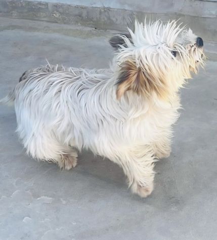 Perla, cucciola maltese
