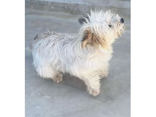 Perla, cucciola maltese