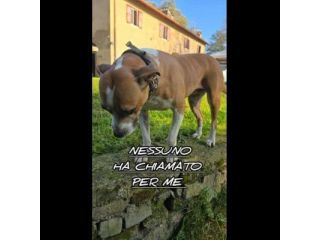 MALAWI, ADORABILE CAGNOLINA IN ADOZIONE