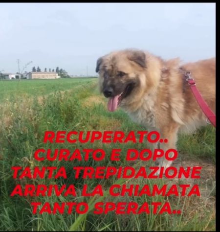 Mix Pastore dei Carpazi 2anni ha xso 1occhio! VOGHERA(PV) - Foto 4