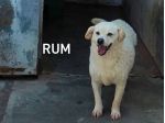 Rum