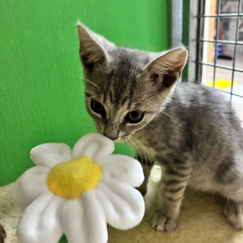 Perla, tenera gattina cerca casa - Foto 4