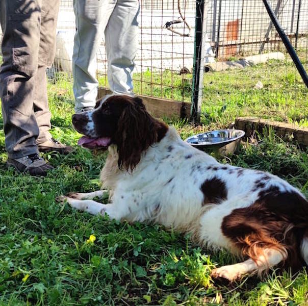 Hippy springer spaniel - Foto 5