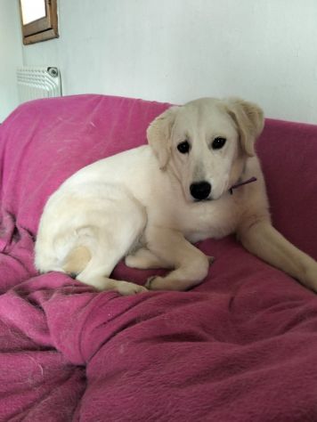 GIORGIA DELIZIOSA CAGNOLINA IN ADOZIONE 12 M3SI