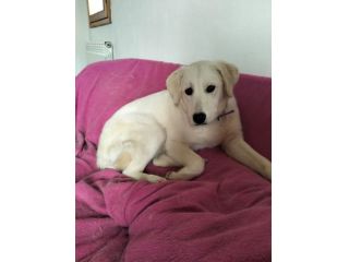 GIORGIA DELIZIOSA CAGNOLINA IN ADOZIONE 12 M3SI