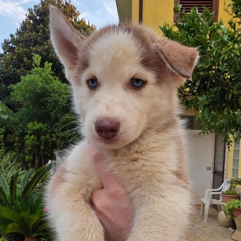 Cuccioli di husky cercano casa - Foto 3