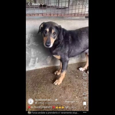 STILTON CERCA SALVEZZA CANE IN ADOZIONE - Foto 10