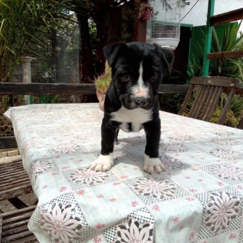 Cuccioli Amstaff Bari Lecce Taranto Brindisi Foggia Puglia con pedigree - Foto 5