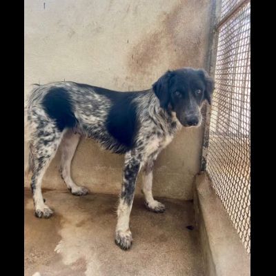 PROCOPIA, UN'OCCASIONE DI VITA, CAGNOLINA IN ADOZIONE - Foto 2
