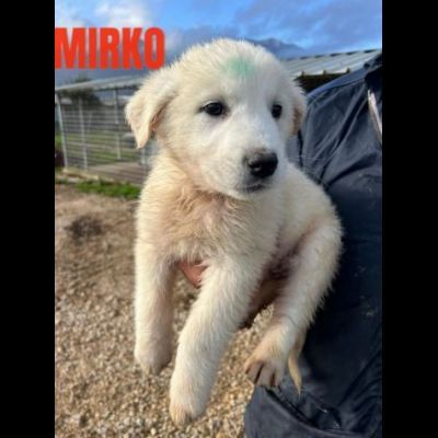 CUCCIOLI IN ADOZIONE - Foto 5