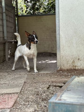 Bonnie: adozione del cuore - Foto 4