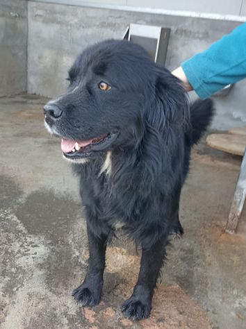 CANE IN ADOZIONE: NADAL, giovane simil terranova. - Foto 7