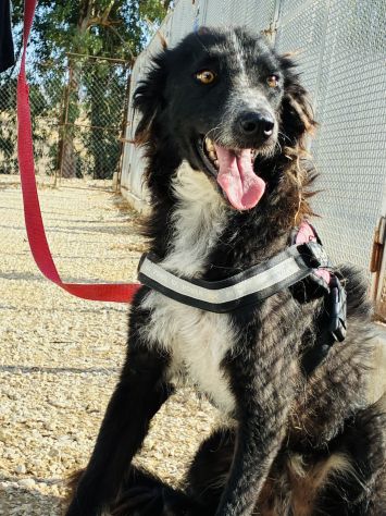 Conny, dolcissimo incrocio border collie taglia medio-piccola - Foto 4
