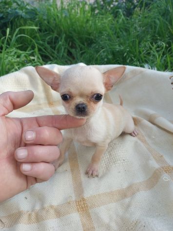 Tre cucciole chihuahua