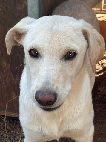 Frisky , un tenero cucciolo cresciuto in canile - Foto 2