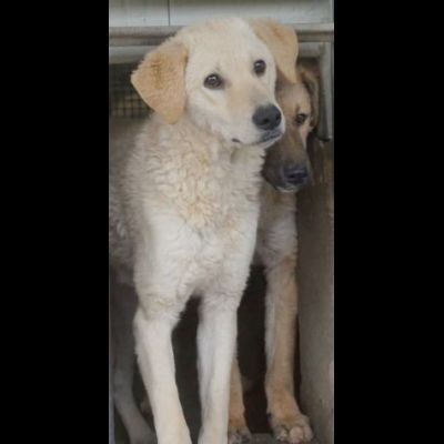 ETTORE L' OCCASIONE PER APRIRSI ALLA VITA CUCCIOLO IN ADOZIONE