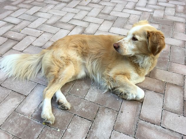 ZORRO, bel mix golden - Foto 2