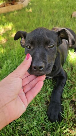 Totò: 3 mesi incrocio pittbull - Foto 5