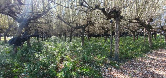 Terreno agricolo in vendita a Segromigno In Piano - Capannori 3000 mq Rif: 1370882 - Foto 3