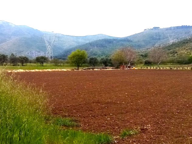 TERRENO AGRICOLO STRADA PROVINCIALE FALCIANO-MONDRAGONE - MONDRAGONE -Rif. V3138 - Foto 5