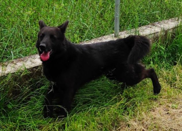 CAGNOLINO IN ADOZIONE: ALBERTO, piccolo lupetto. - Foto 10