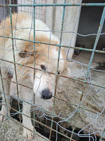 CIRO 4 ANNI taglia grande - Foto 4
