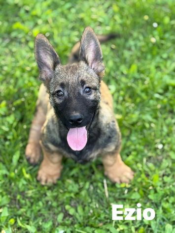 8 LUPACCHIOTTI cuccioli, super simpatici! - Foto 3