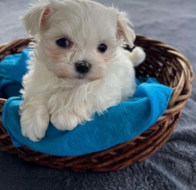 maltese