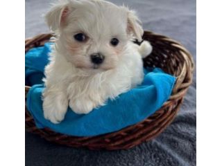 maltese