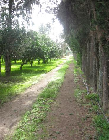 Agricolo in vendita a Monastir