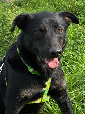 Amos da cucciolo vive in canile - Foto 7