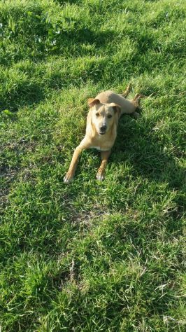 MINO, cucciolo minacciato - Foto 2