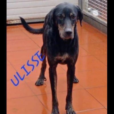 ULISSE UN MIRACOLO D'AMORE CANE IN ADOZIONE