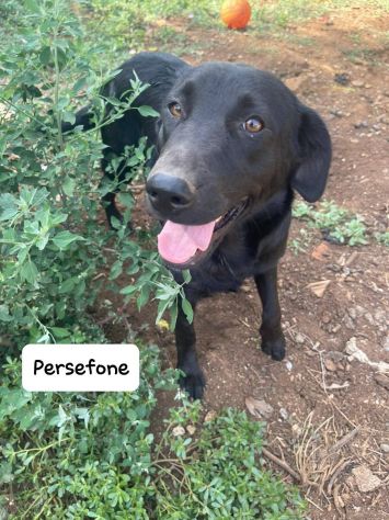 Persefone simil labrador - Foto 6