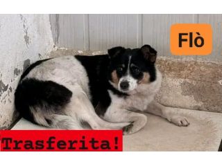 FLO' CAGNOLINA IN ADOZIONE
