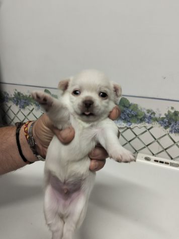 Cuccioli chihuahua - Foto 5
