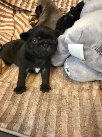 Cuccioli maschietti di Carlino - Foto 4
