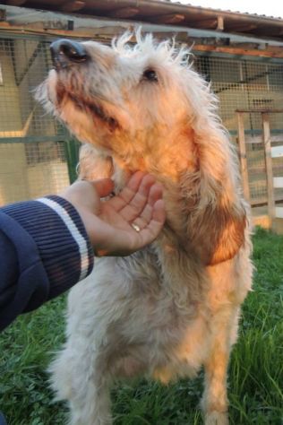 TRILLY, adozione del cuore per una cagnolina dolce e affettuosa - Foto 5