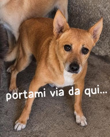 CICO 5 ANNI 6/7 KG taglia piccola IN CANILE - Foto 2