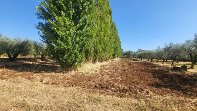TERRENO AGRICOLO RIF. T1/2494 - Foto 2