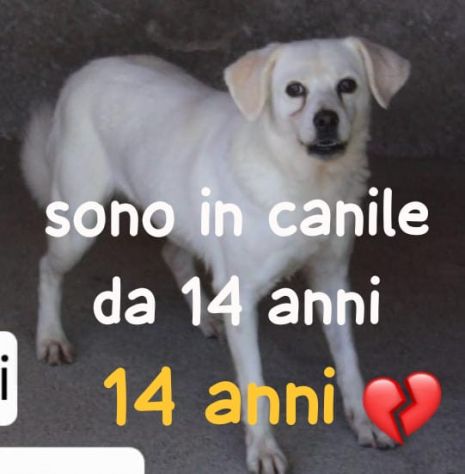 BRICIOLA 14 ANNI - Foto 2