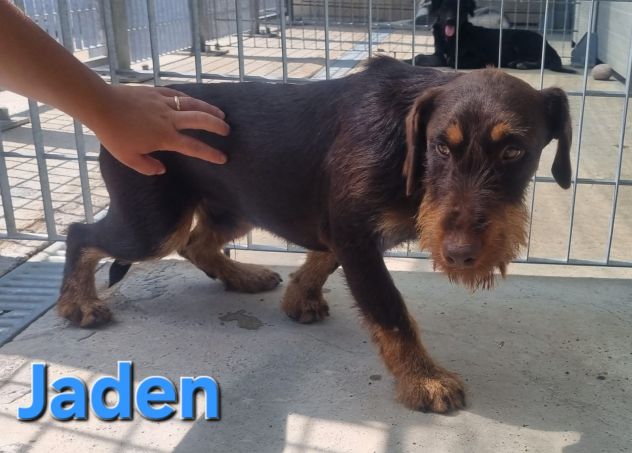 JADEN,Jagd terrier - Foto 6