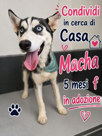 Simil husky in adozione - Foto 3
