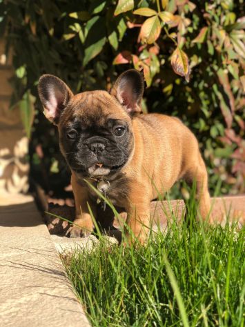 Cuccioli bulldog francese - Foto 7