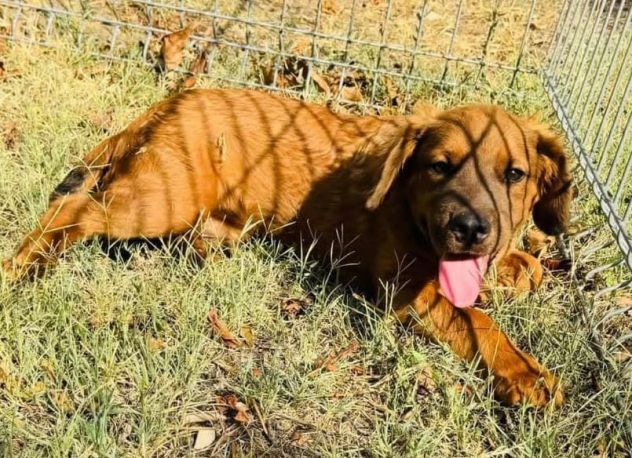 Ted – cucciolo 3 mesi, rimasto solo al mondo Ora è in canile. - Foto 2