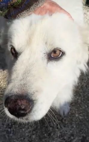 CANE IN ADOZIONE: GREG - Foto 3